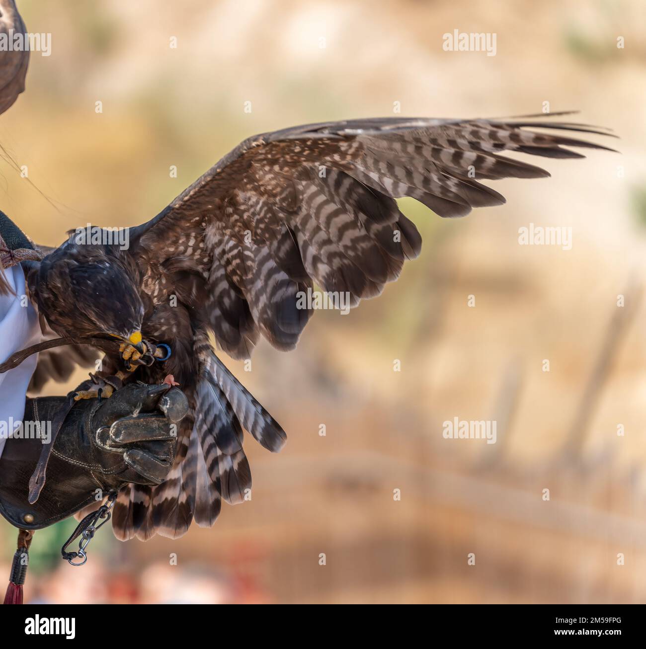 Aquila che si nutra sopra il guanto di falconieri con sfondo sfocato Foto Stock