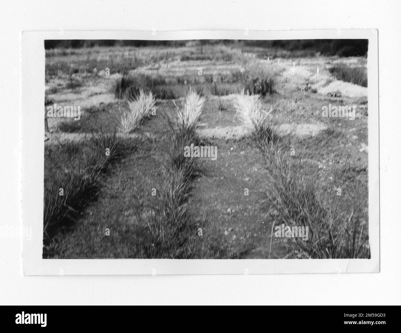 Didascalia originale: 'CCC-ID Nursery Project'. 1936 - 1942. Regione del Pacifico (Riverside, CA). Stampa fotografica. Dipartimento dell'interno. Ufficio degli affari indiani. Agenzia di missione. 11/15/1920-6/17/1946. Fotografie Foto Stock