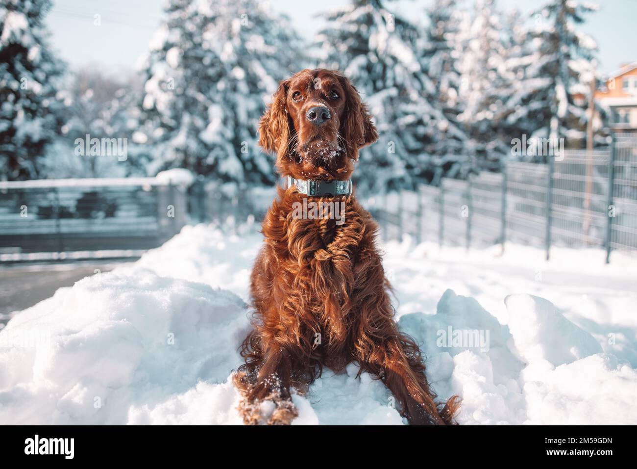 Attivo cane felice Irish Setter giocare nella neve sulla natura vicino alla casa in giornata di sole neve. Amicizia e amore Foto Stock