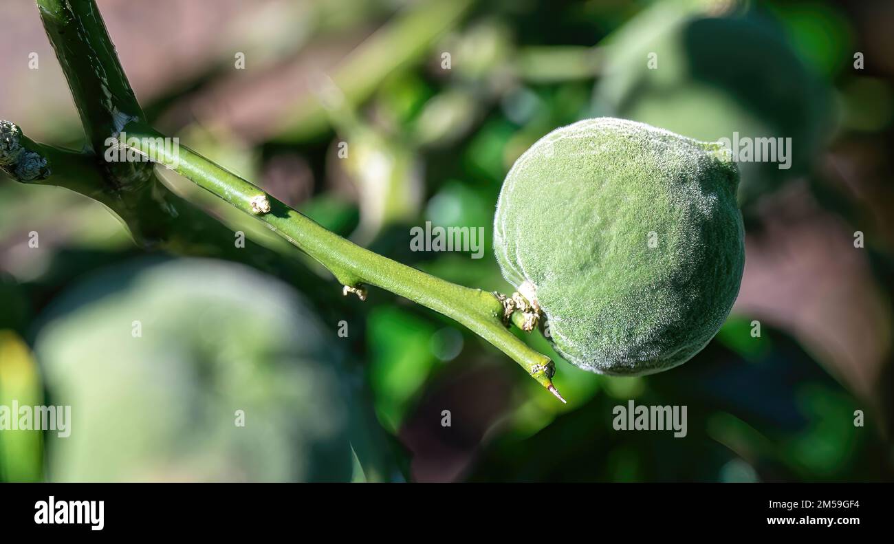 Un primo piano di verde unmature trifoliate arancio su un ramo nel giardino Foto Stock