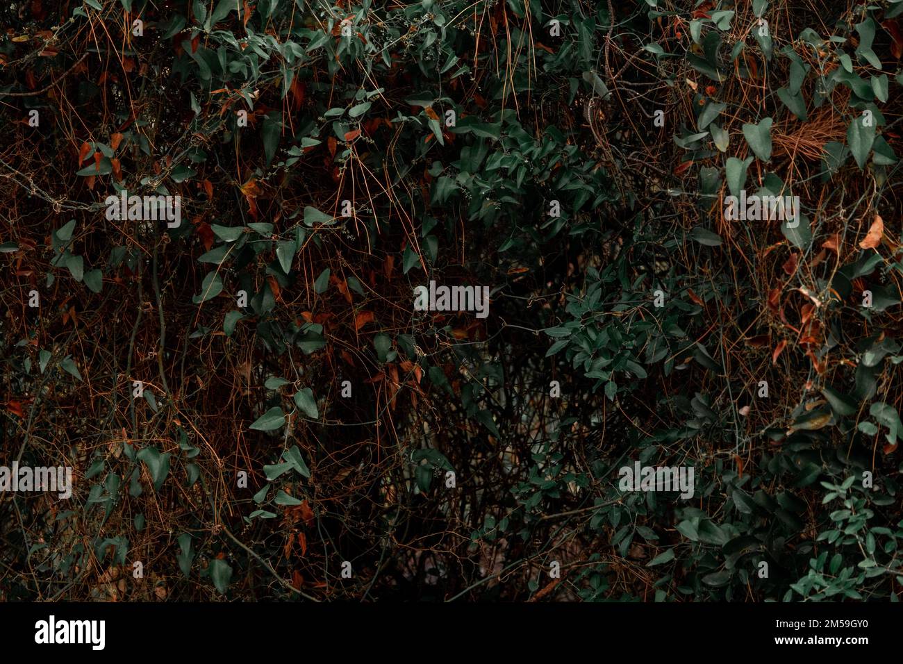 sfondo verde che copre la parete di edera e foglie appassite e vibranti Foto Stock