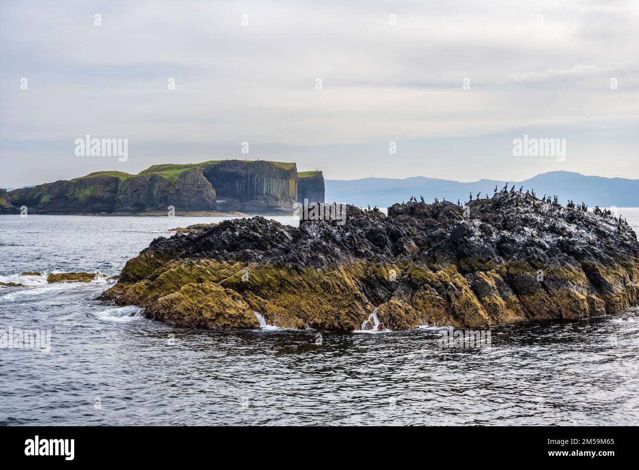 Colonia di Shag su affioramenti di roccia, con spettacolari scogliere di mare dell'Isola di Staffa in lontananza, Ebridi interne, Scozia, Regno Unito Foto Stock