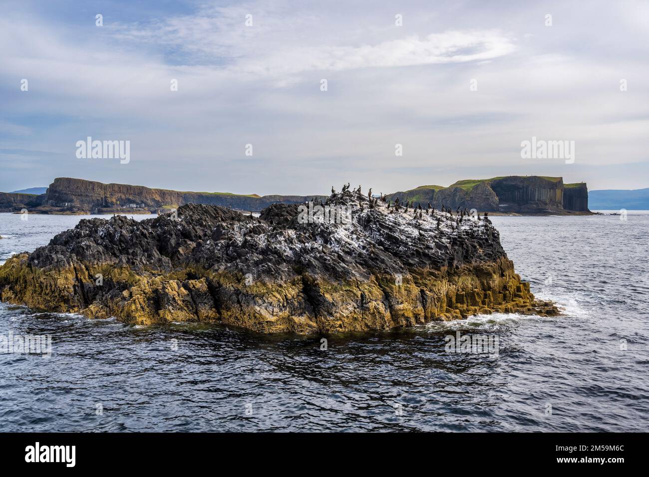 Colonia di Shag su affioramenti di roccia, con spettacolari scogliere di mare dell'Isola di Staffa in lontananza, Ebridi interne, Scozia, Regno Unito Foto Stock