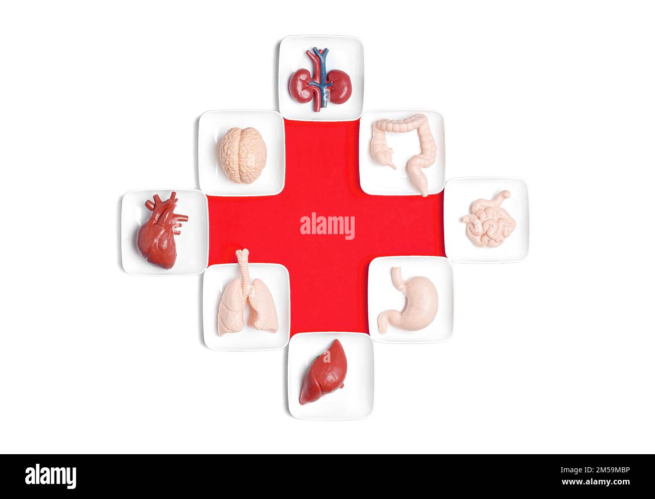Assistenza sanitaria, donazione e trapianto sfondo: Organi umani giocattolo disposti intorno a una croce rossa isolato su bianco. Foto Stock