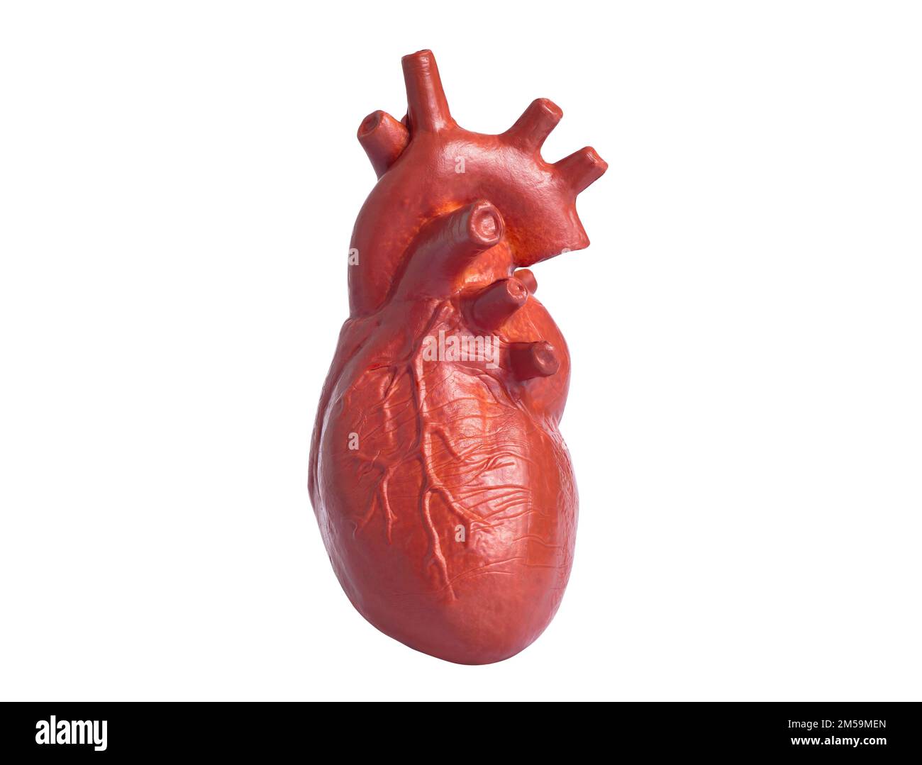 Primo piano di una copia anatomica in miniatura di un cuore umano isolato su sfondo bianco. Insegnare l'anatomia e gli organi del corpo umano. Foto Stock