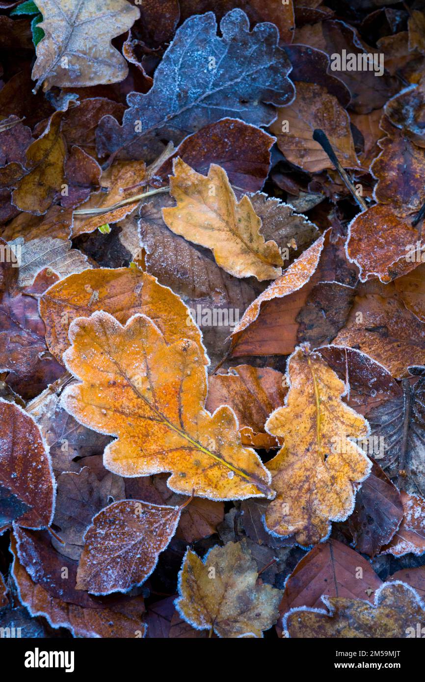 Foglie di rovere caduto con colori bronzo, arancio e rosso a fine autunno e inizio inverno in una fredda e gelida mattinata con delicato ghiaccio in inglese Foto Stock