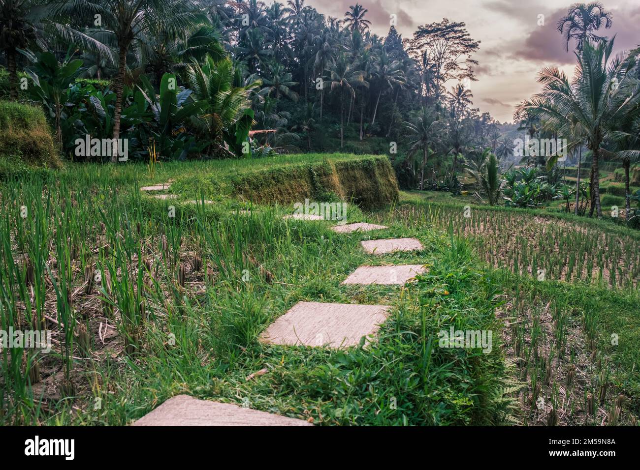 Terrazze di riso Tegallalang a Ubud sull'isola di Bali in Indonesia. Pittoresche risaie a cascata con palme sullo sfondo. Natura Foto Stock
