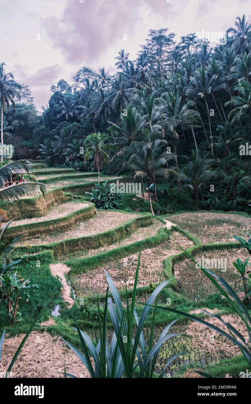 Immagine verticale delle risaie a terrazza tegallalang a Ubud sull'isola di Bali in Indonesia. Pittoresche risaie a cascata con palme nel Foto Stock