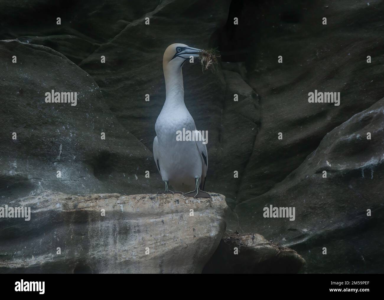 Gannet (Morus bassanus), sulle panche di nesting, tenendo il materiale di nesting nel suo becco, Noss NNR, Shetland. Foto Stock