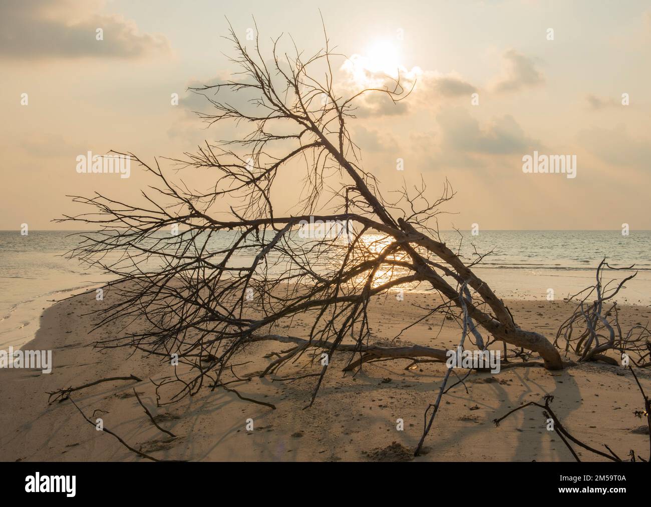 Remoto paradiso tropicale isola con spiaggia e rami di alberi morti legno giace sepolto e sfondo mare paesaggio Foto Stock
