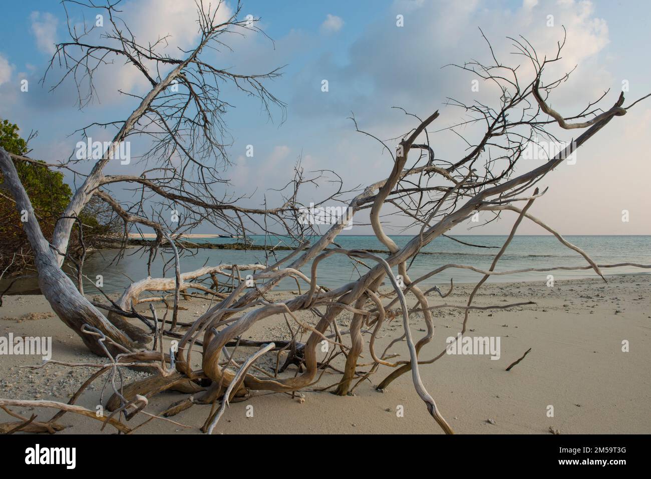 Remoto paradiso tropicale isola con spiaggia e rami di alberi morti legno giace sepolto e sfondo mare paesaggio Foto Stock