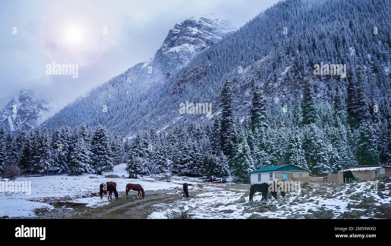 Paesaggio invernale nel Kirghizistan montagnoso, i cavalli stanno pascolando sotto una luce solare morbida, in Asia centrale. Foto Stock