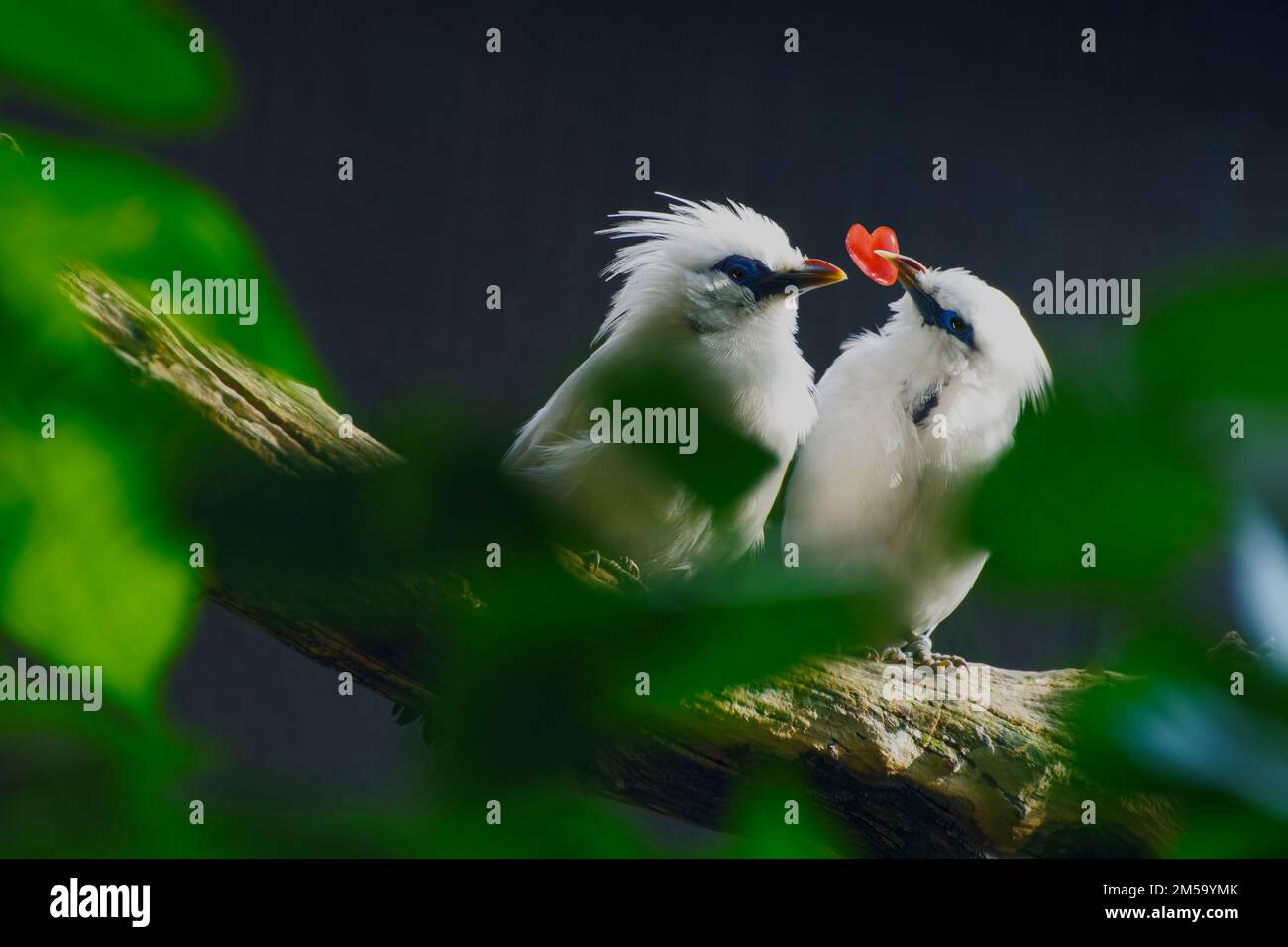 Simbolo dell'amore e del San Valentino con due uccelli bianchi e un cuore rosso Foto Stock