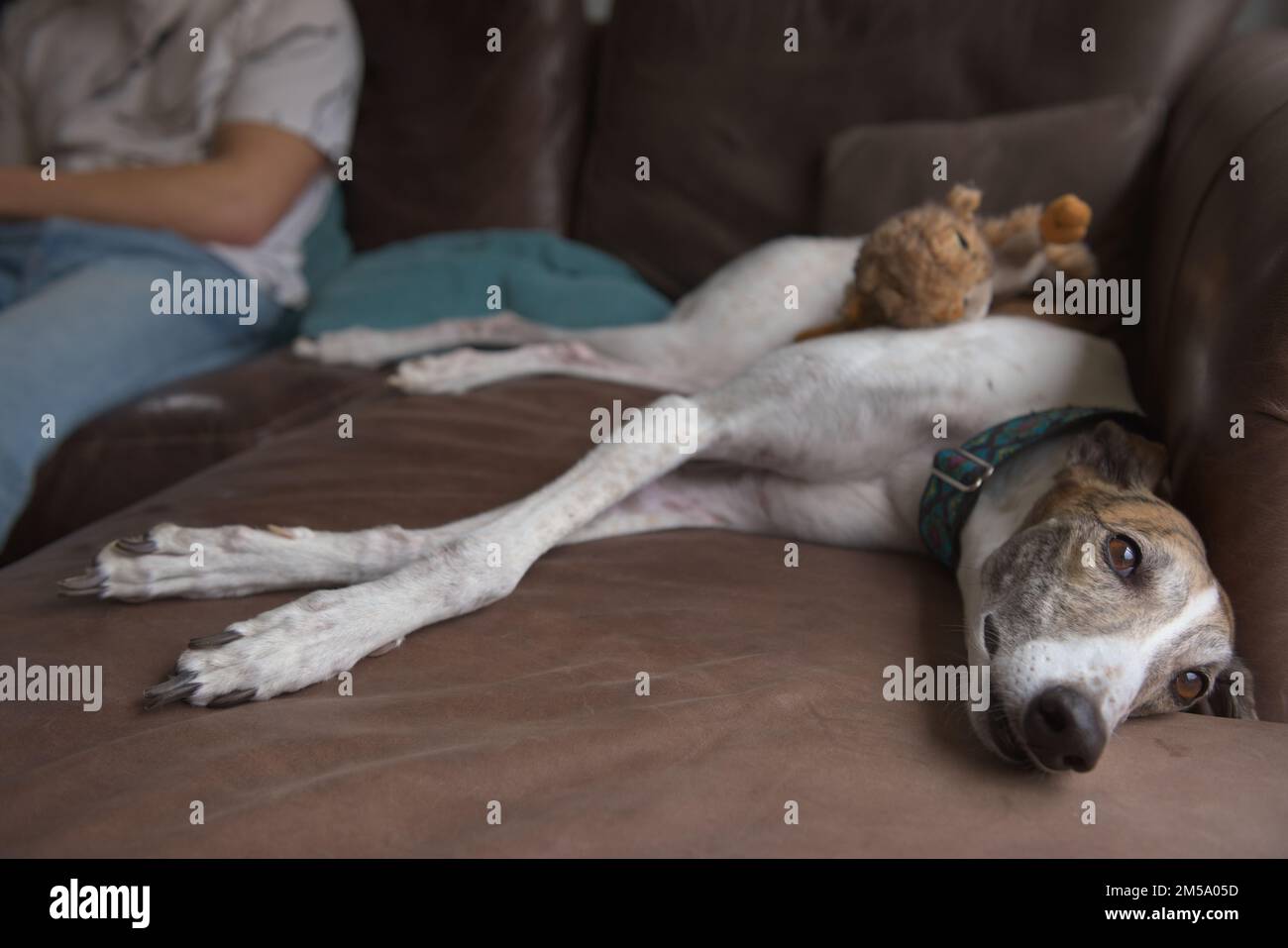 Il cane Greyhound si trova sul divano o sul divano accanto al suo proprietario maschio. Una rilassante e calda scena domestica, con uno sfondo di cuscini e un giocattolo più cane. Foto Stock