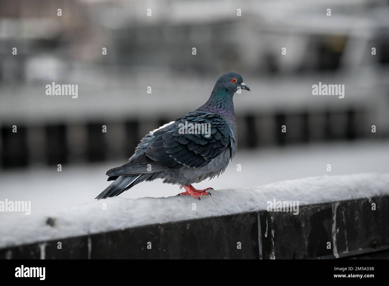 Gray dove sorge su una ringhiera innevata nel centro di riga, vicino alla stazione ferroviaria. Foto Stock