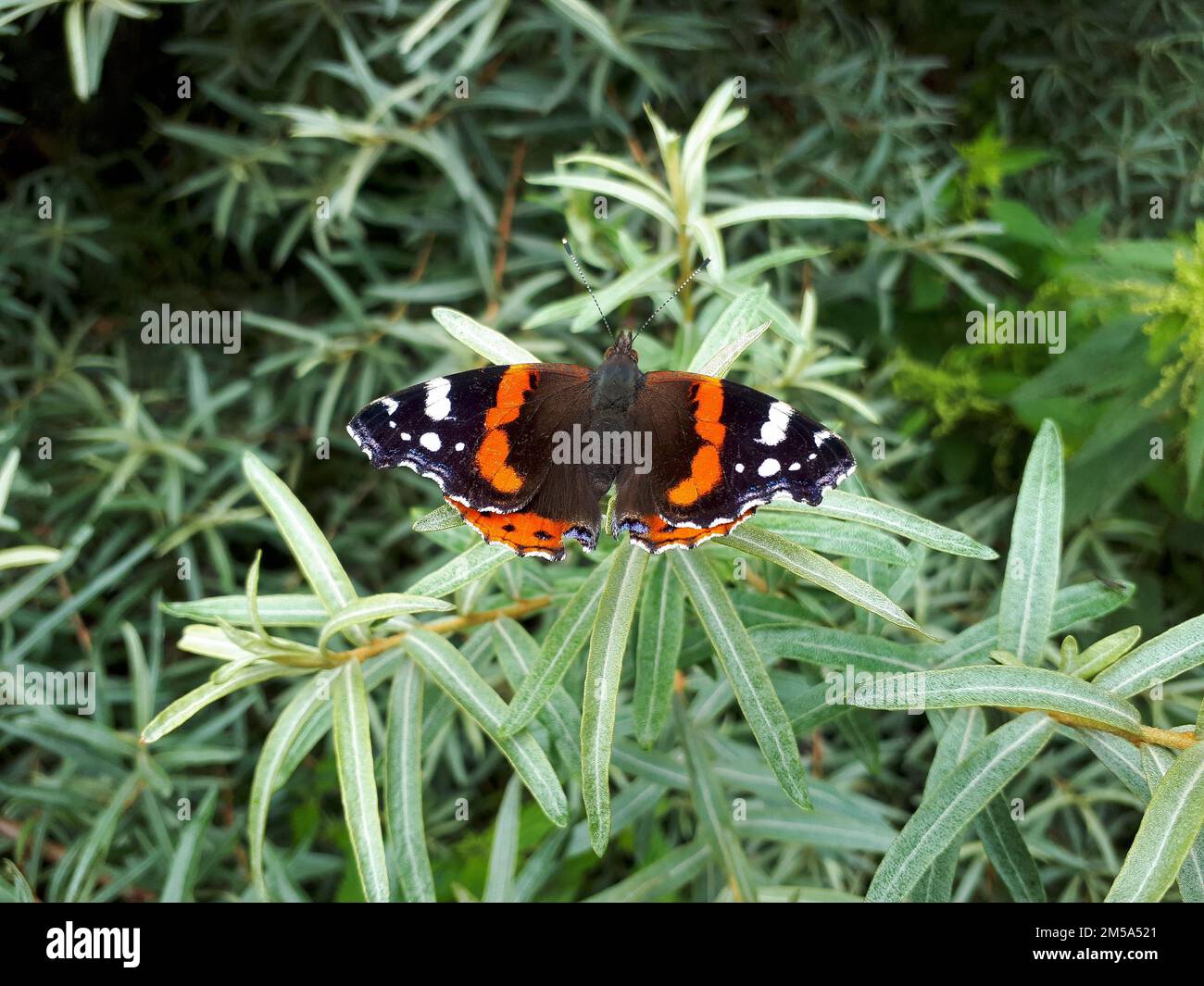 Una farfalla Vanessa atalanta appollaiata sulla pianta Foto stock - Alamy
