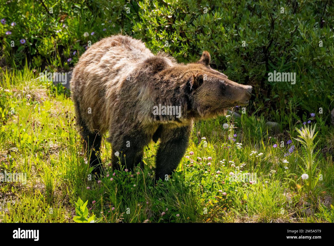 Scrofa di orsi Grizzly (Ursus arctos horribilis), Passo Togwotee; 9.655 metri; divisione continentale; Monti Absaroka; Wyoming; USA Foto Stock