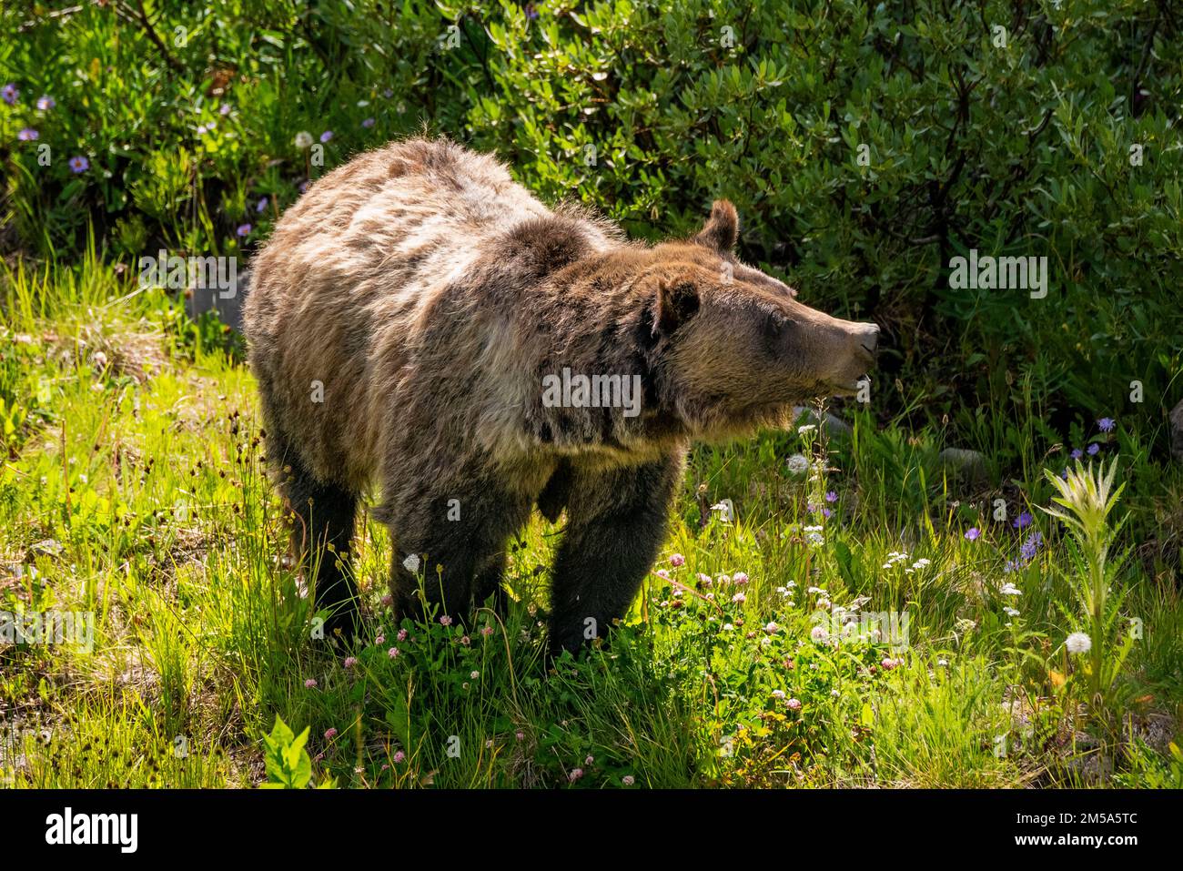 Scrofa di orsi Grizzly (Ursus arctos horribilis), Passo Togwotee; 9.655 metri; divisione continentale; Monti Absaroka; Wyoming; USA Foto Stock