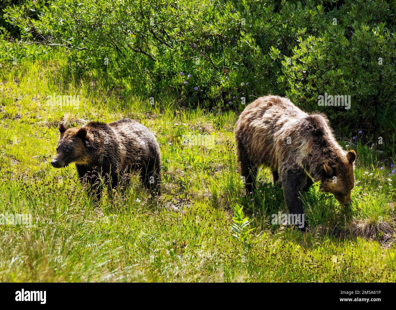 Orso grizzly femmina (scrofa) (Ursus arctos horribilis), con cucciolo di annientamento; Passo Togwotee; 9.655 piedi; divisione continentale; Absaroka Mountains; Wyoming; US Foto Stock