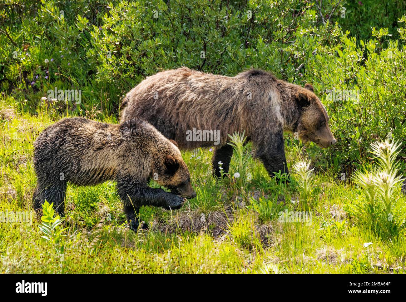 Orso grizzly femmina (scrofa) (Ursus arctos horribilis), con cucciolo di annientamento; Passo Togwotee; 9.655 piedi; divisione continentale; Absaroka Mountains; Wyoming; US Foto Stock