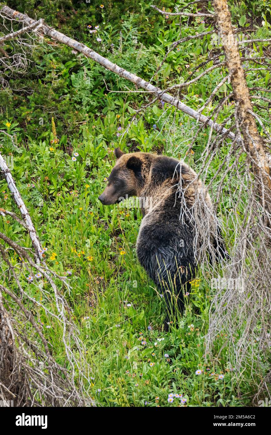Scrofa di orsi Grizzly (Ursus arctos horribilis), Passo Togwotee; 9.655 metri; divisione continentale; Monti Absaroka; Wyoming; USA Foto Stock