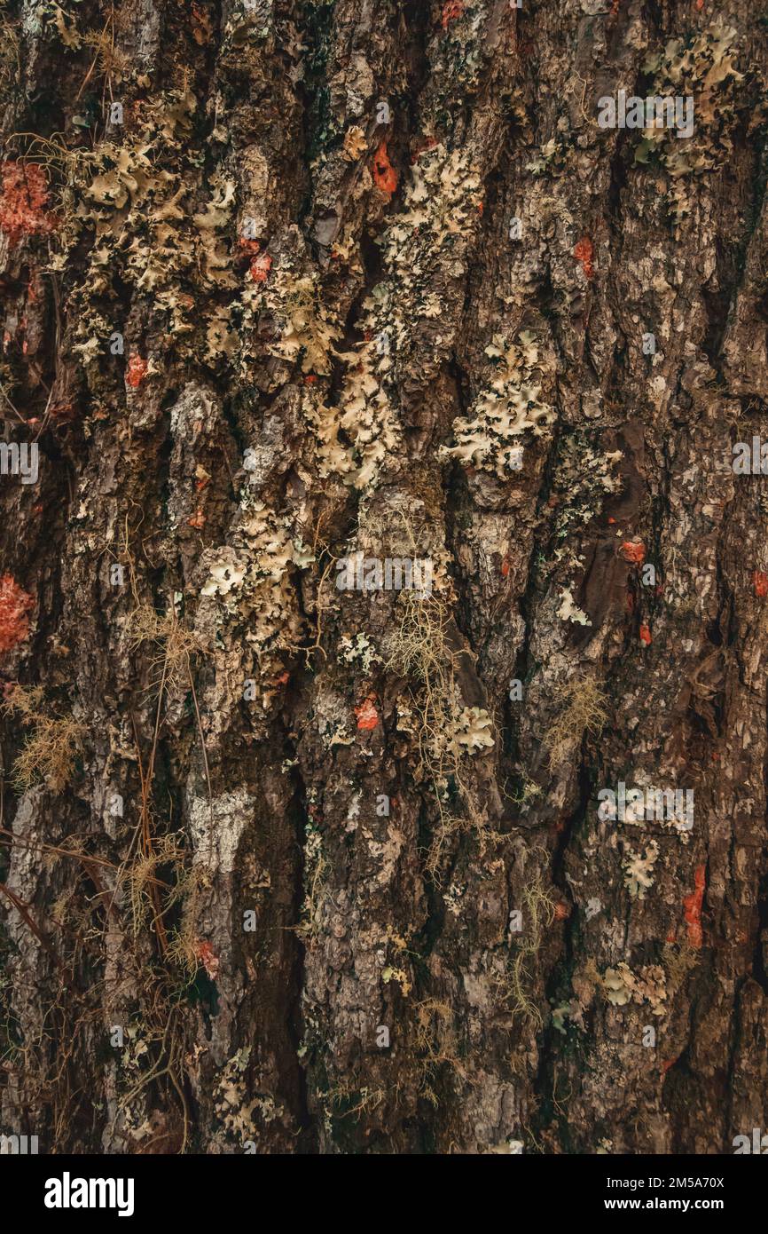 Struttura del legno con muschio su pino in Sud america alla foresta Foto Stock