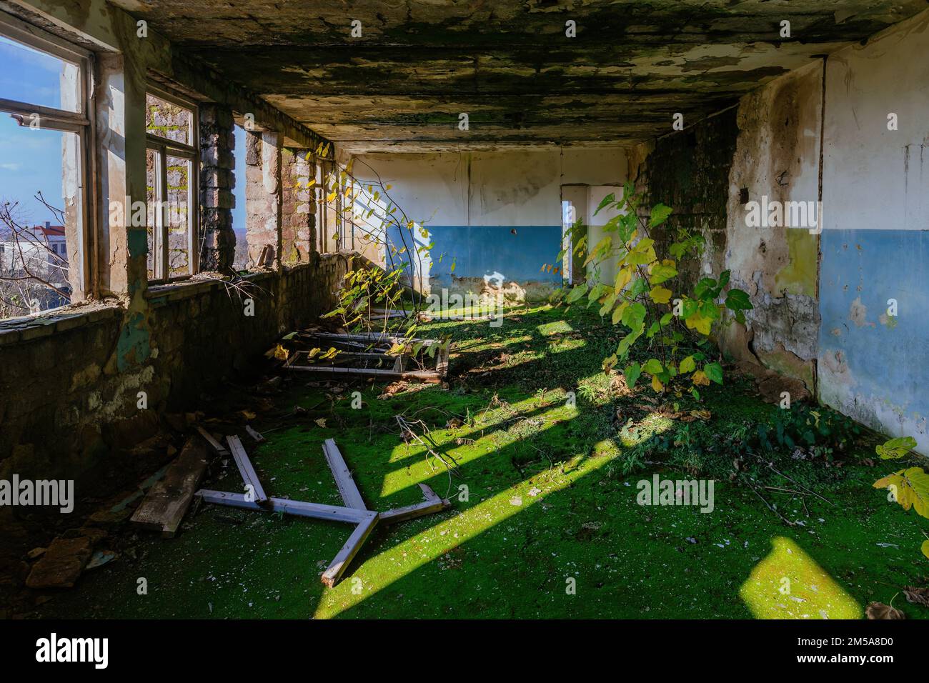 Sovra-cresciuto da piante vecchio edificio abbandonato interno. Foto Stock