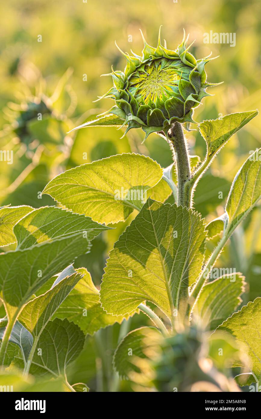 giovane girasole inaperto in un campo in estate. girasole giovane Foto Stock