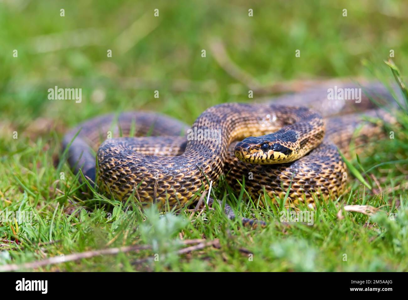 Primo piano di serpente fiorito o Elaphe sauromate in erba Foto Stock