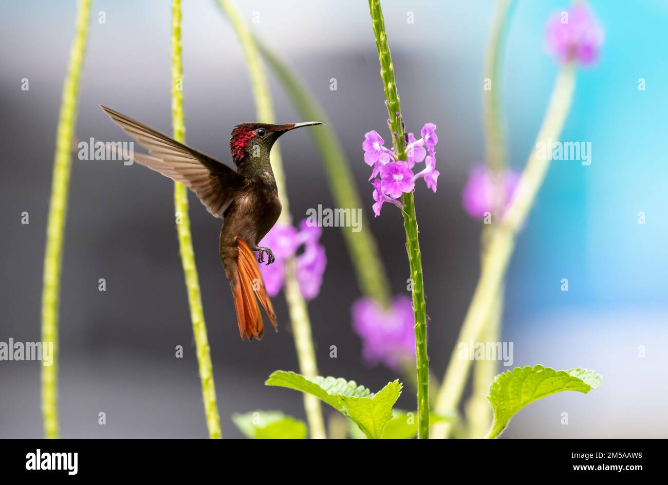 Il colibrì Ruby Topaz che si avvolgono in una zona di Vervain circondata da fiori viola. Foto Stock