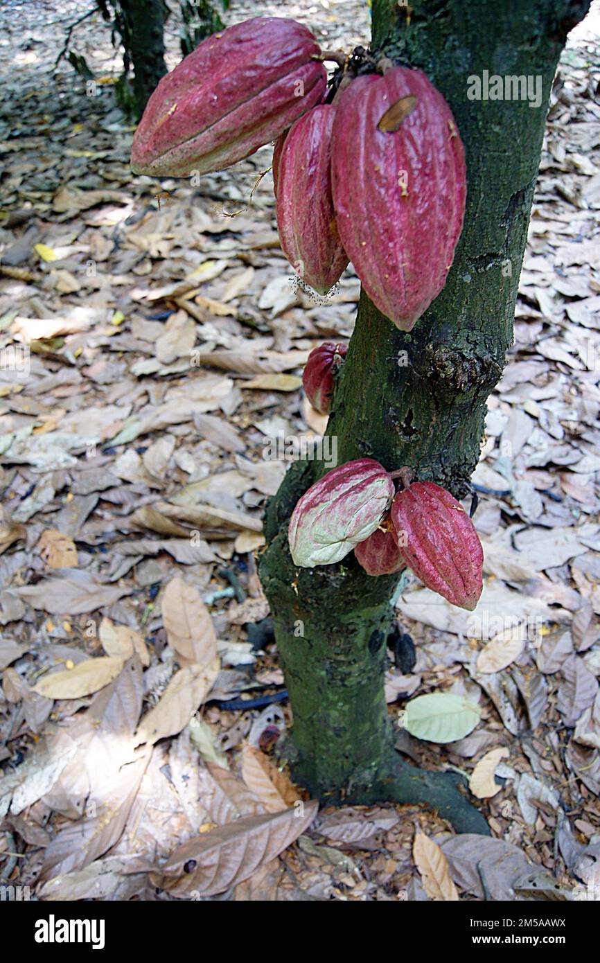 Mirtillo di cacao, Isola del Madagascar Foto Stock