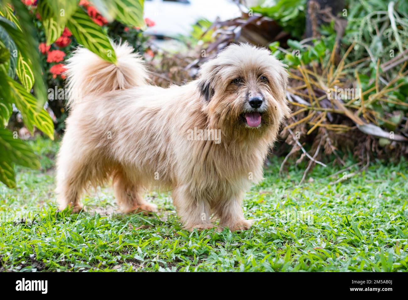 Carino cane bruno shaggy ansimando all'esterno su erba vicino alle piante. Foto Stock