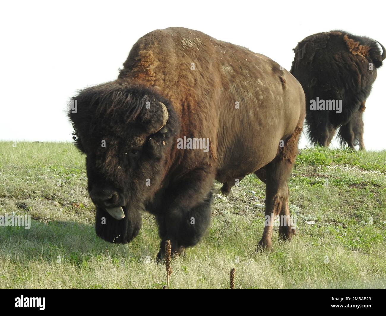 Bison Paddock, Waterton Lakes National Park, Alberta, Canada Foto Stock