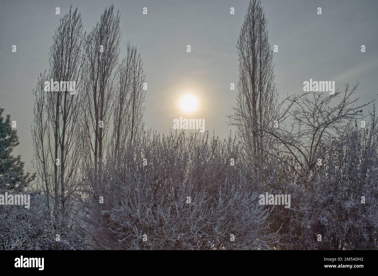 scenario invernale di alberi e cespugli ricoperti di neve e ghiaccio contro un cielo luminoso ma nebuloso con il sole splendente al centro dell'immagine Foto Stock