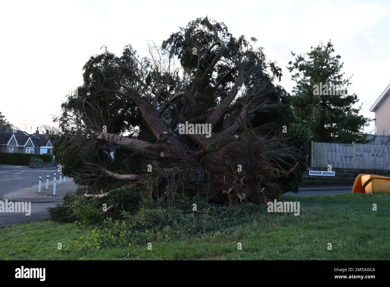 Albero caduto Foto Stock