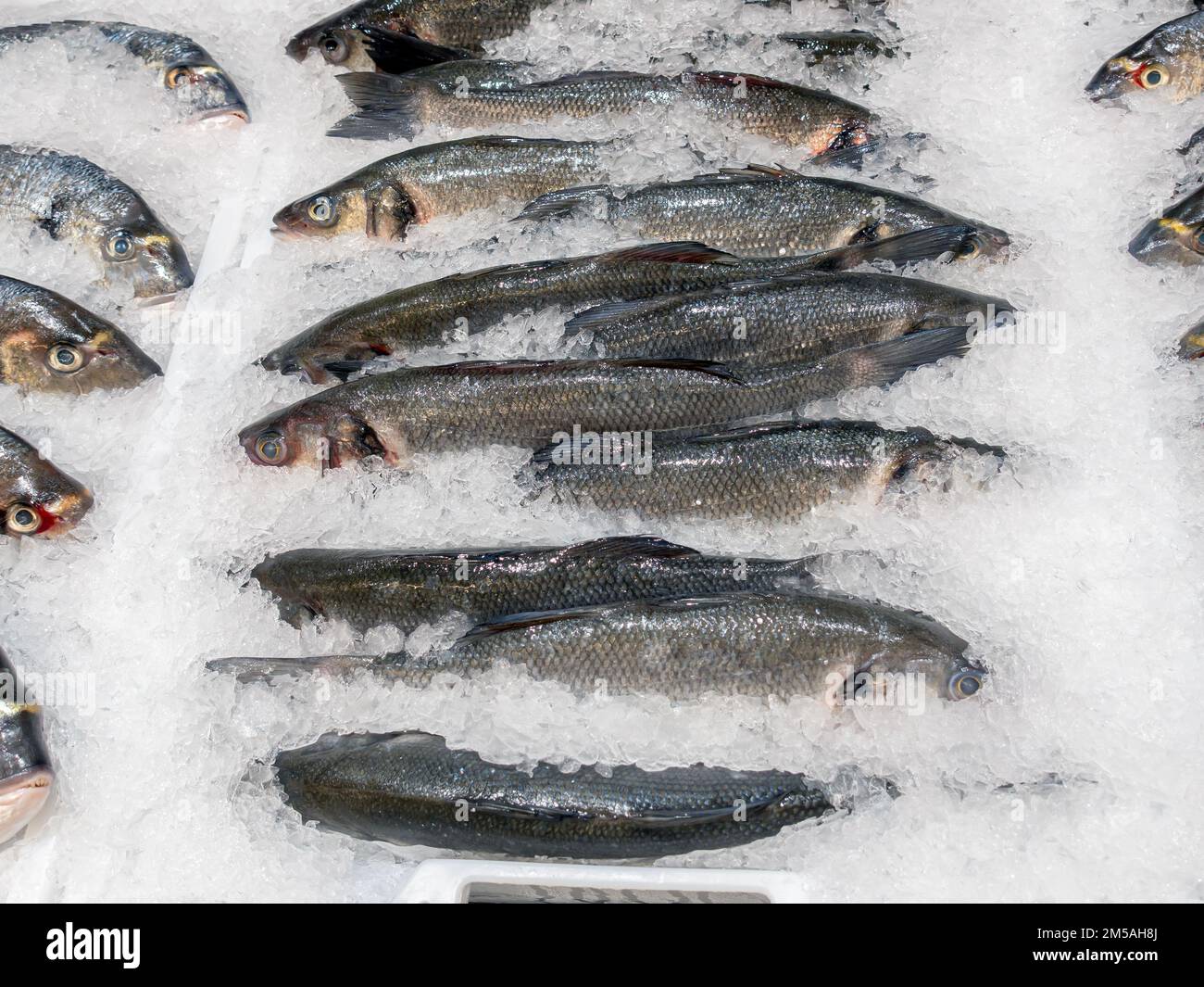 Spigola appena pescata esposta su un letto di ghiaccio tritato in un banco del mercato Foto Stock