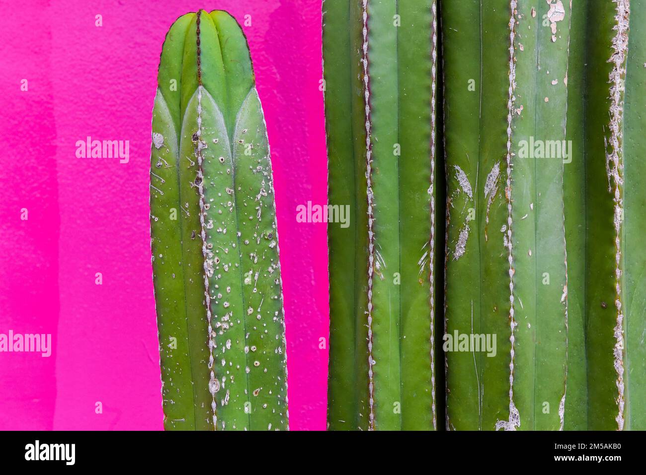 Cactus di fronte al bacground rosa Foto Stock