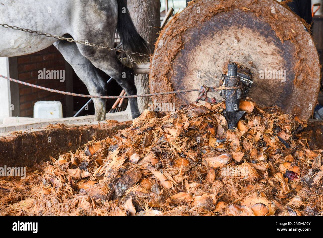Un cavallo tira una gigantesca ruota di pietra che frantuma i cuori di agave arrostiti in una distilleria mezcal artigianale, lo Stato di Oaxaca, Messico Foto Stock
