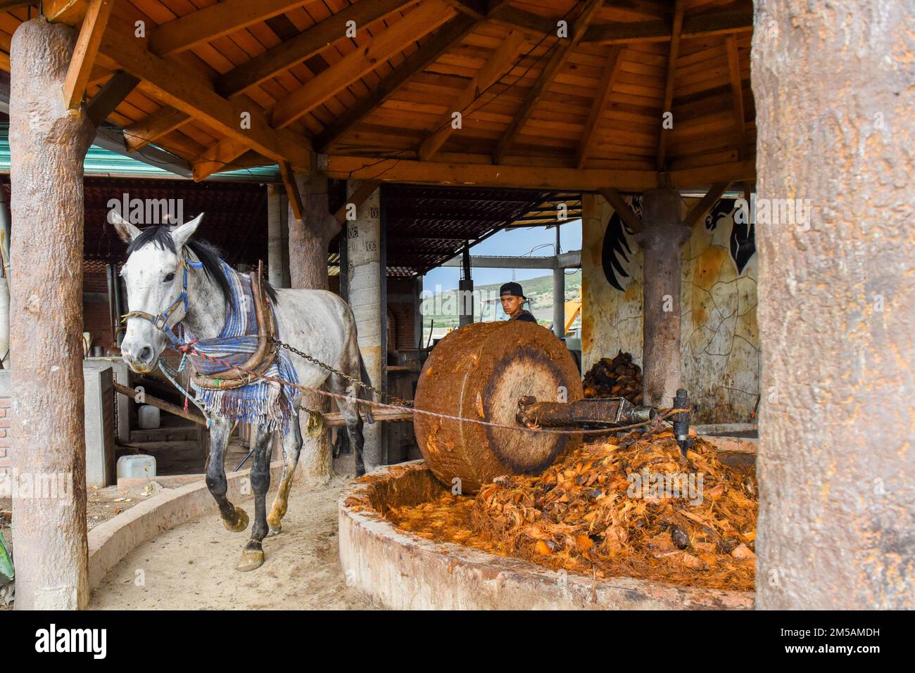 Un cavallo tira una gigantesca ruota di pietra che frantuma i cuori di agave arrostiti in una distilleria mezcal artigianale, lo Stato di Oaxaca, Messico Foto Stock