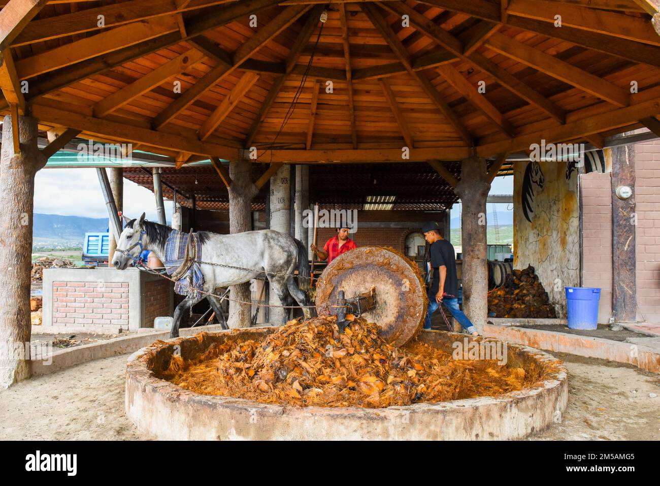 Un cavallo tira una gigantesca ruota di pietra che frantuma i cuori di agave arrostiti in una distilleria mezcal artigianale, lo Stato di Oaxaca, Messico Foto Stock