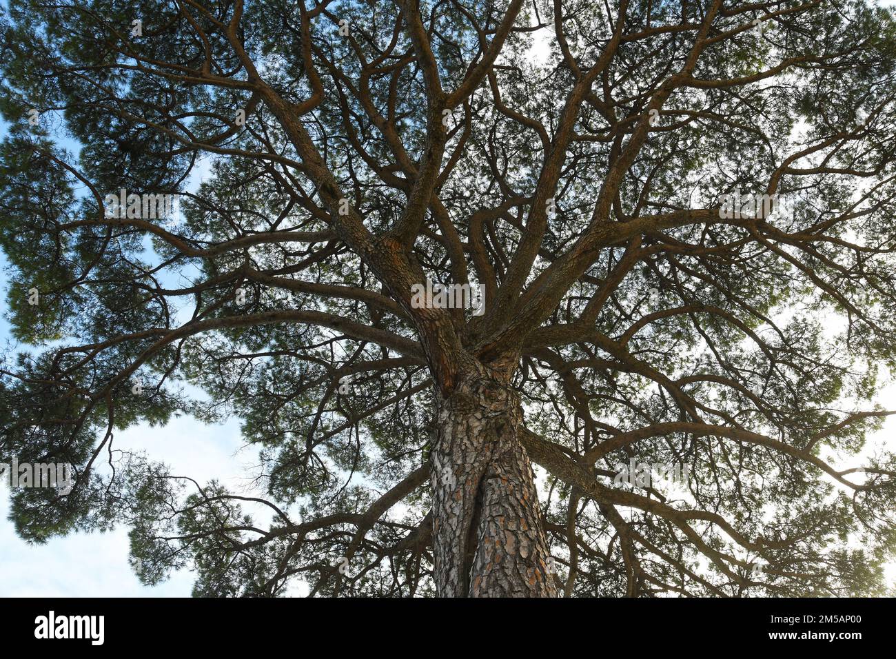 Pino Pinus pinea Foto Stock