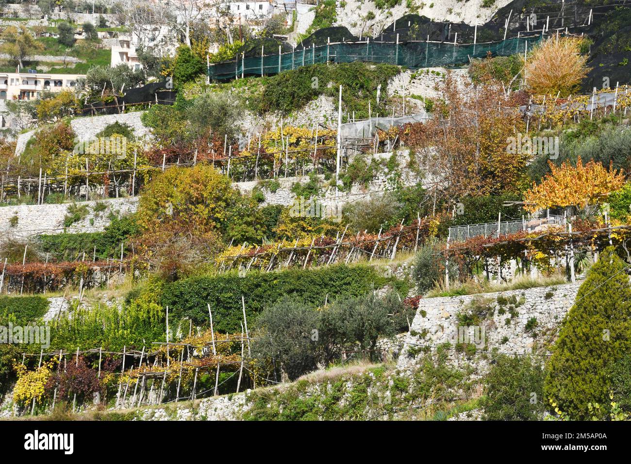 Vigneti su terrazze sul pendio, Scala, Italia Foto Stock