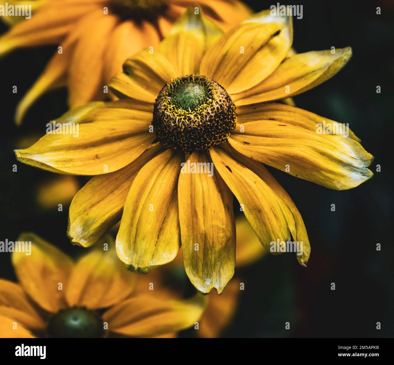 Un primo piano dei Golden Coneflowers ai confini dell'Ascott House National Trust, Inghilterra Foto Stock