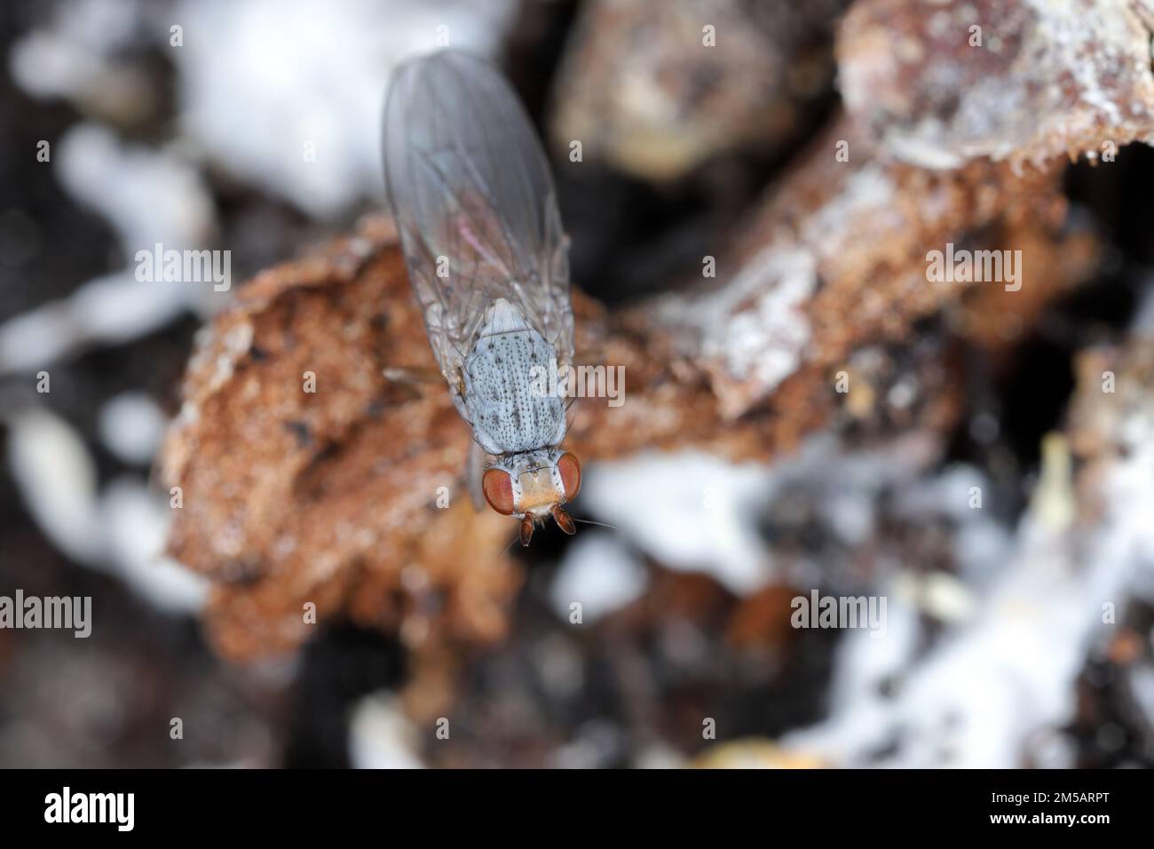 Piccola mosca con occhi marroni e numerosi peli sul corpo con dettagli morfologici chiaramente visibili. Foto Stock