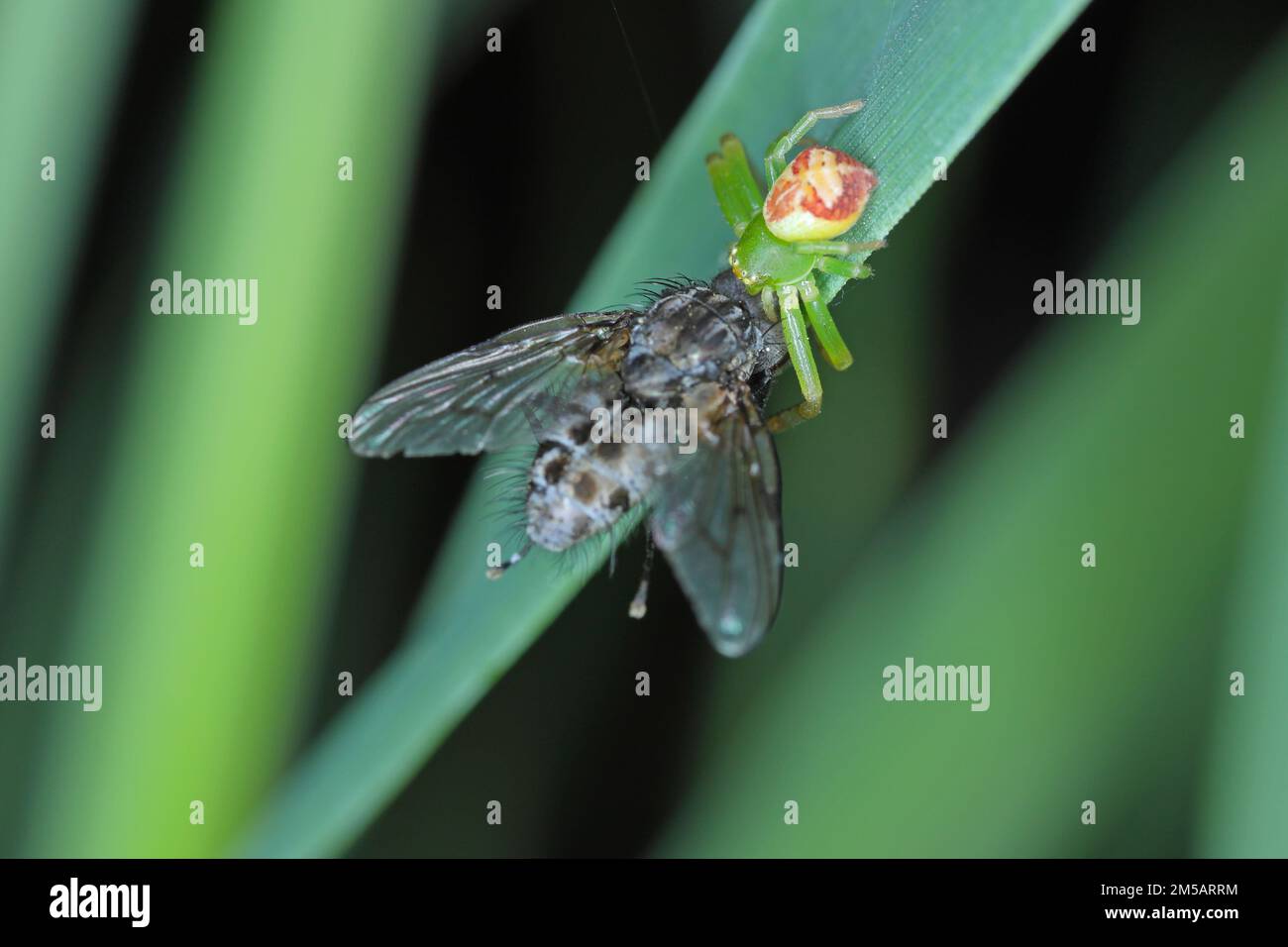 Un ragno verde con una mosca cacciata. Foto Stock