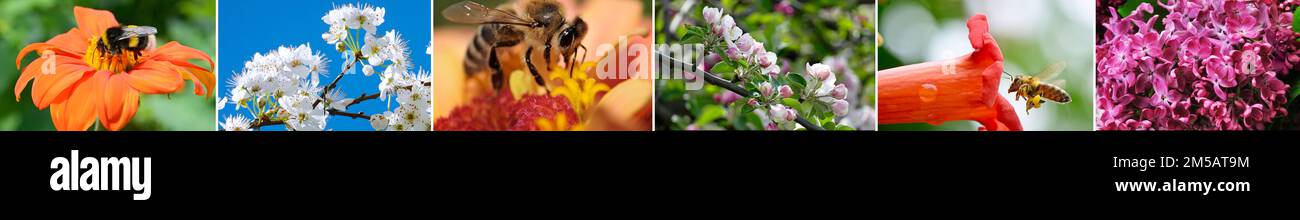 Collezione primaverile con fiori, api, bumblebee e alberi da frutto. Foto Stock