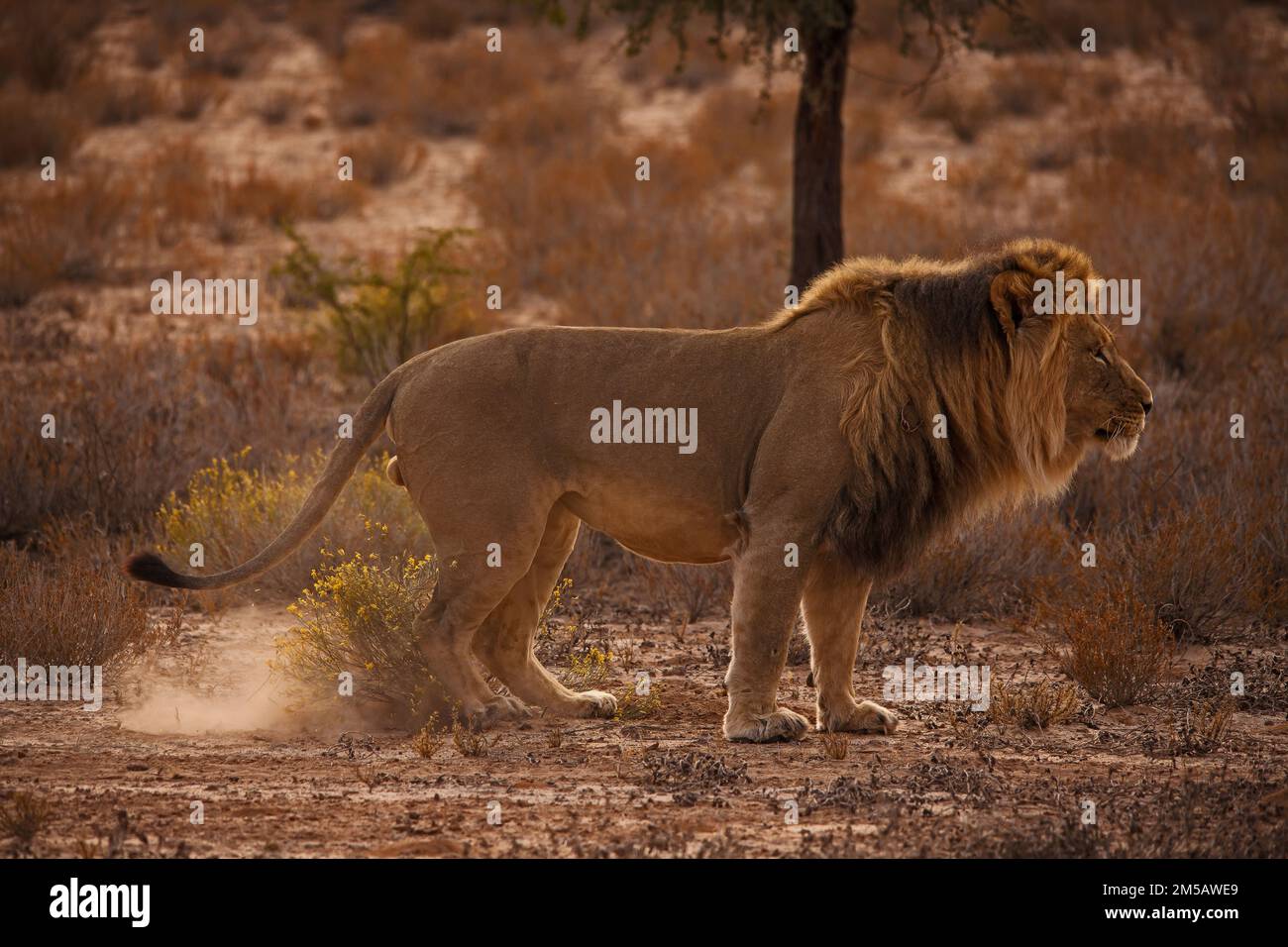 Leone maschio (Panthera leo) che segna il suo territorio nel Parco Nazionale di Kgalagadi Trans Frontier, Africa Meridionale Foto Stock
