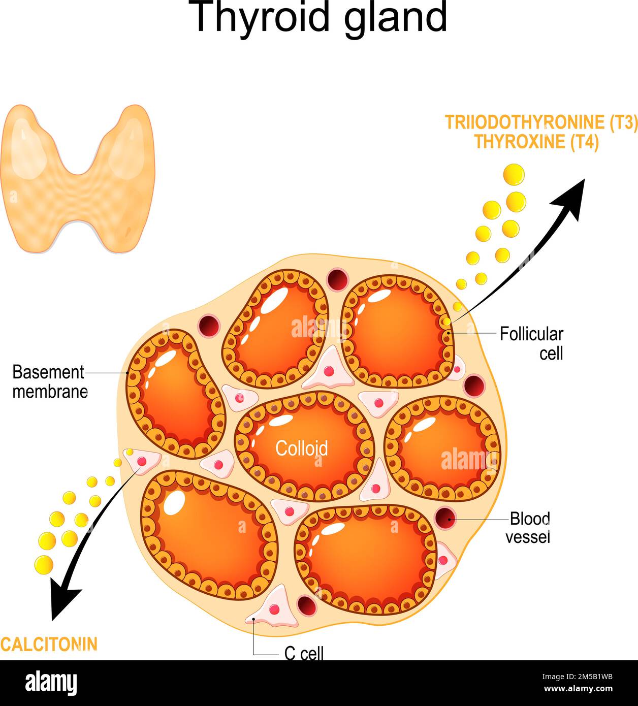 anatomia e fisiologia della ghiandola tiroidea. Struttura di una tiroide umana. Cellule follicolari, membrana basale, vasi sanguigni, cellule C e colloidi Illustrazione Vettoriale