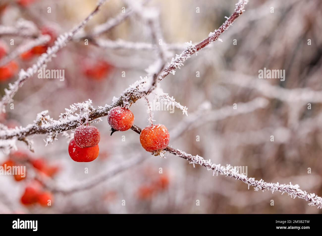 Diverse mele ornamentali su un ramo ghiacciato con cristalli di ghiaccio in inverno tagliato con fusione profonda fuoco, Germania Foto Stock