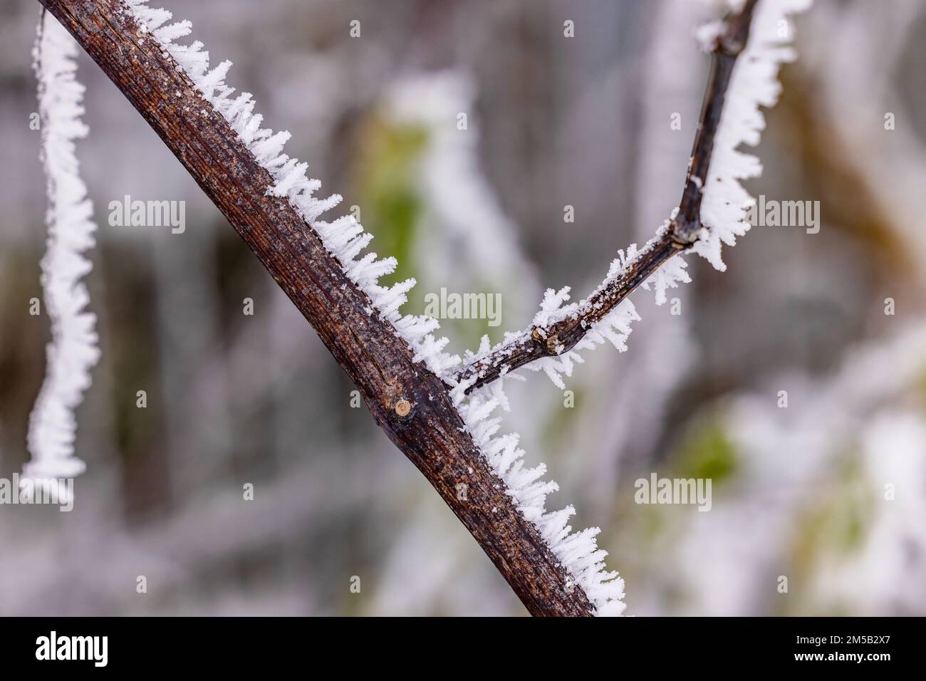 Lunghi e prominenti cristalli di gelo, ghiaccio e neve in inverno, esposti con messa a fuoco impilata Foto Stock